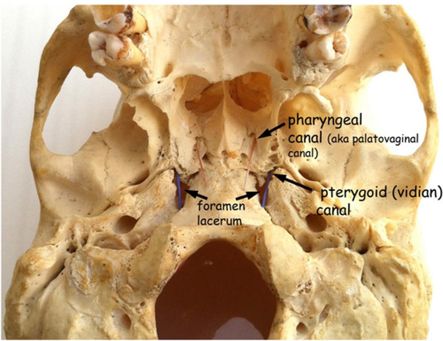 <p>-pharyngeal nerve <br>-pharyngeal artery</p>