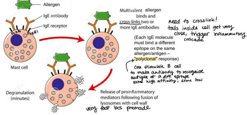 <ul><li><p>when a multivalent allergen (multiple epitopes) binds and cross-links two or more IgEs on the surface</p></li><li><p>this causes fast degranulation because these granules filled with proinflammatory mediators are premade</p></li></ul><p></p>