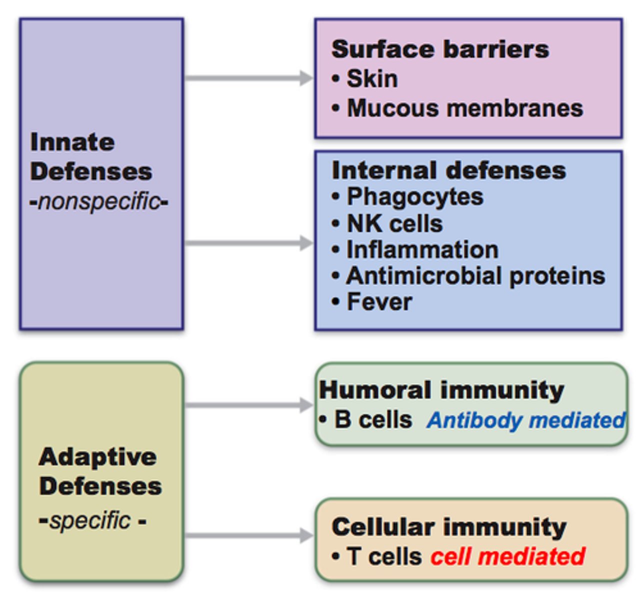 <p>-slower to activate, but it specifically targets a pathogen and forms memory cells</p>