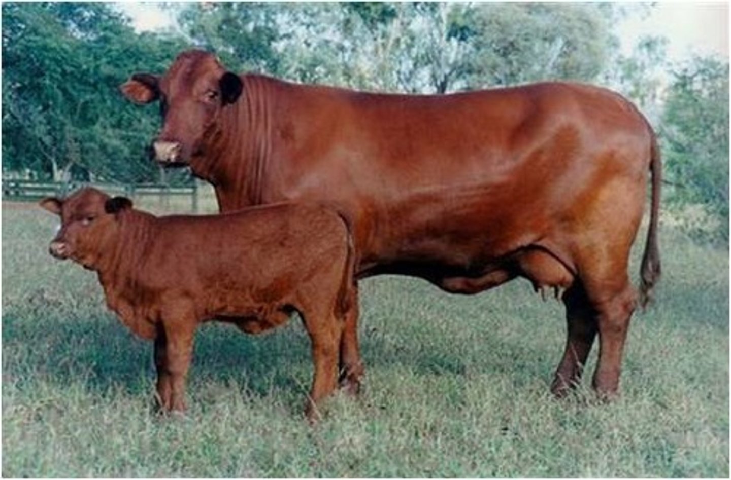 <p>American Beef Breed</p><p>Developed in the United States.</p><p>5/8 shorthorn, 3/8 brahman.</p><p>Dark red, both horned and polled.</p>