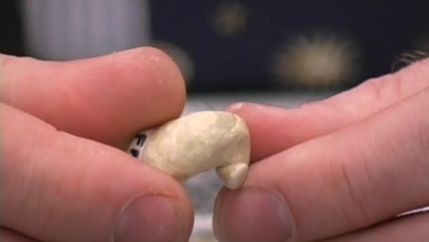 <p>What is this a fossil of?</p>