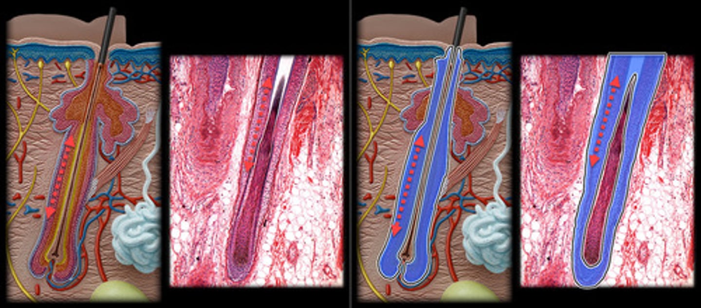<p>- Tubular structure in the dermis or hypodermis that surrounds the hair root.</p><p>- Appears as a sheath of epithelial cells encasing the hair root.</p><p>- Visible in histological slides as a distinct, circular or oval structure around the hair, containing several layers of cells.</p>
