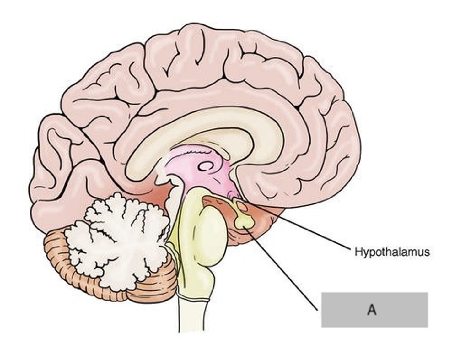 <p>Pituitary</p>