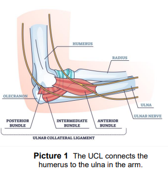 <p>Made up of the posterior, intermediate, and anterior bundle</p>