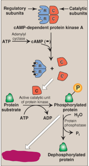 <p>Label the actions of cyclic adenosine monophosphate.</p>