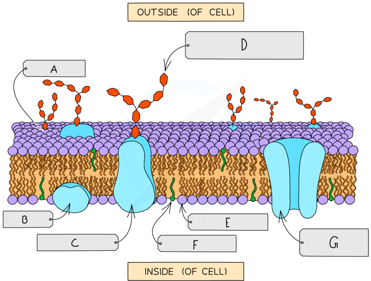 <ul><li><p>A = Glycolipid</p></li><li><p>B = Extrinsic/peripheral protein</p></li><li><p>C = Glycoprotein</p></li><li><p>D = Carbohydrate part of the glycoprotein</p></li><li><p>E = Phospholipid</p></li><li><p>F = Cholesterol</p></li><li><p>G = Transport/Intrinsic/Integral Protein</p></li></ul><p></p>
