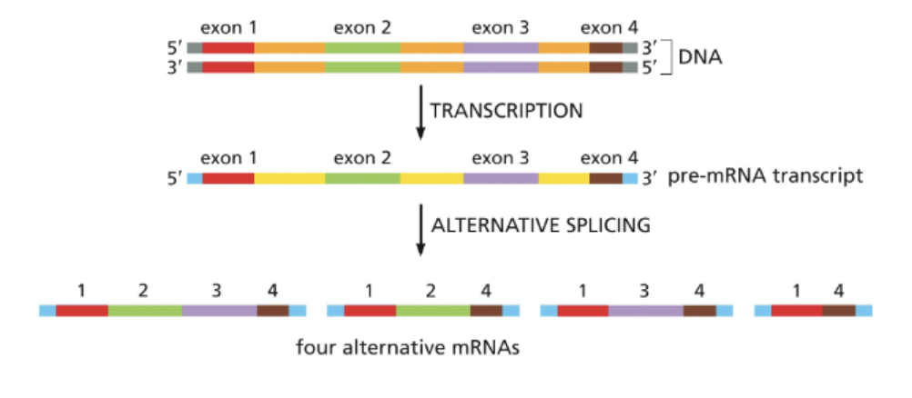 <ul><li><p>ALTERNATIVE SPLICING!</p></li></ul><p></p>