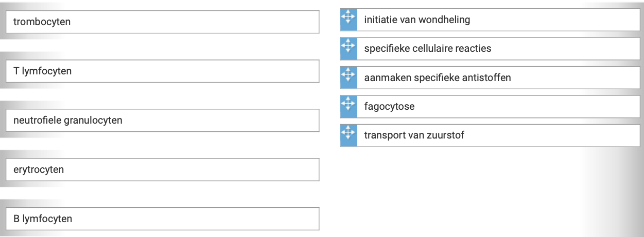 Wat hoort bij welke bloedcel?