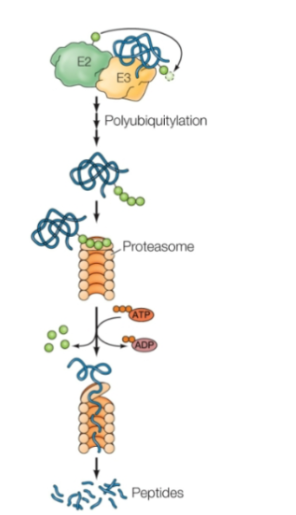 <ul><li><p>Major mediator of regulated protein degradation</p><ol><li><p>Ubiquitin is activated by E1 with ATP</p></li><li><p>The ubiquitin is then transferred to E2</p></li><li><p>The ubiquitin is then transferred to the target protein by E2 complexed with a third protein, called ubiquitin ligase (E3).</p></li><li><p>Proteins targeted for degradation are marked by the addition of multiple ubiquitins to form a polyubiquitin chain, which is catalyzed by some E3s. These are recognized and degraded by the proteasome (a large, multisubunit protease complex)</p></li></ol></li></ul><p></p>