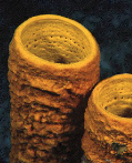 <p>first multicellular animals were<em> </em>sponges</p>