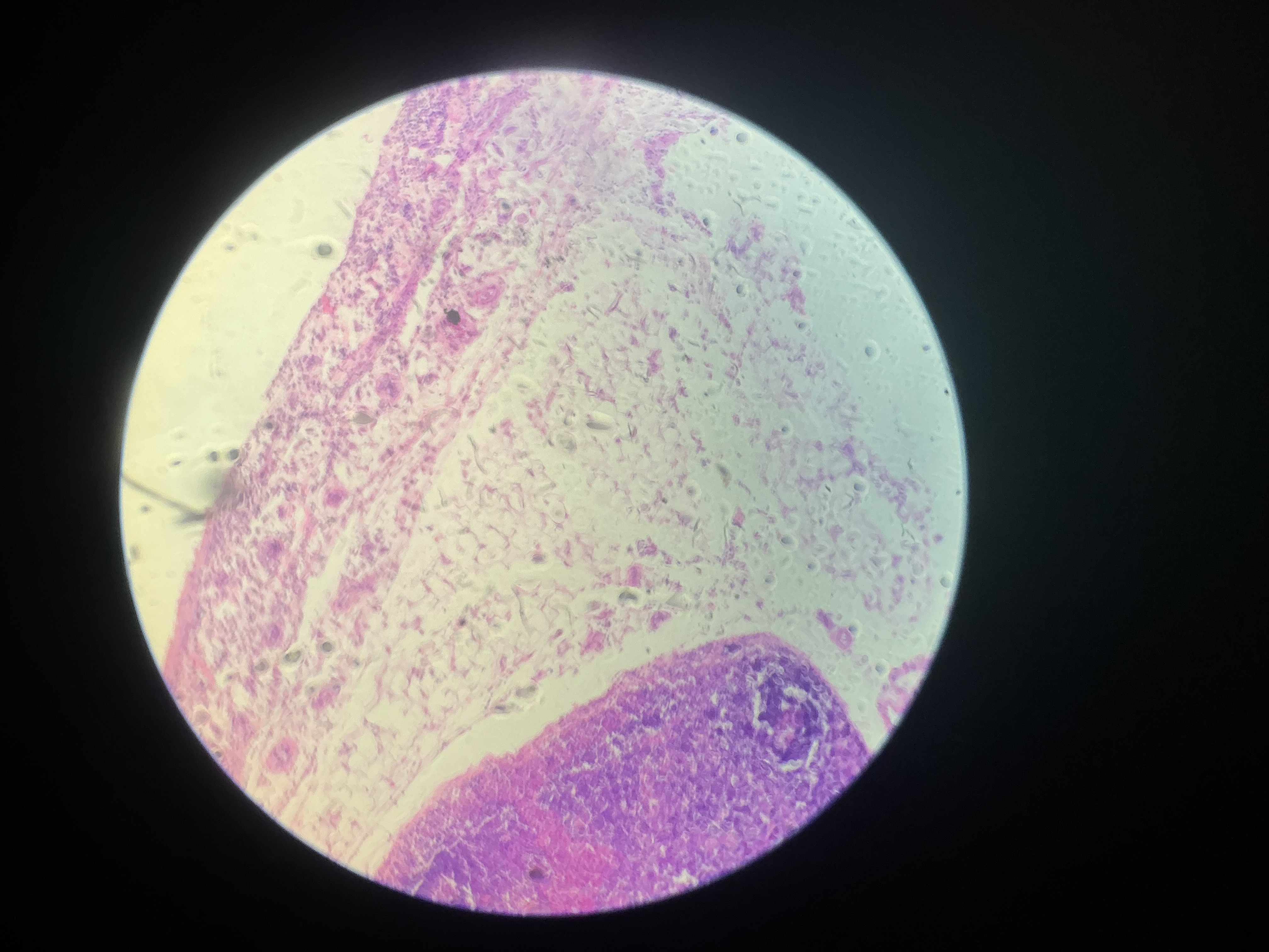 <p>what tissue is this?</p>