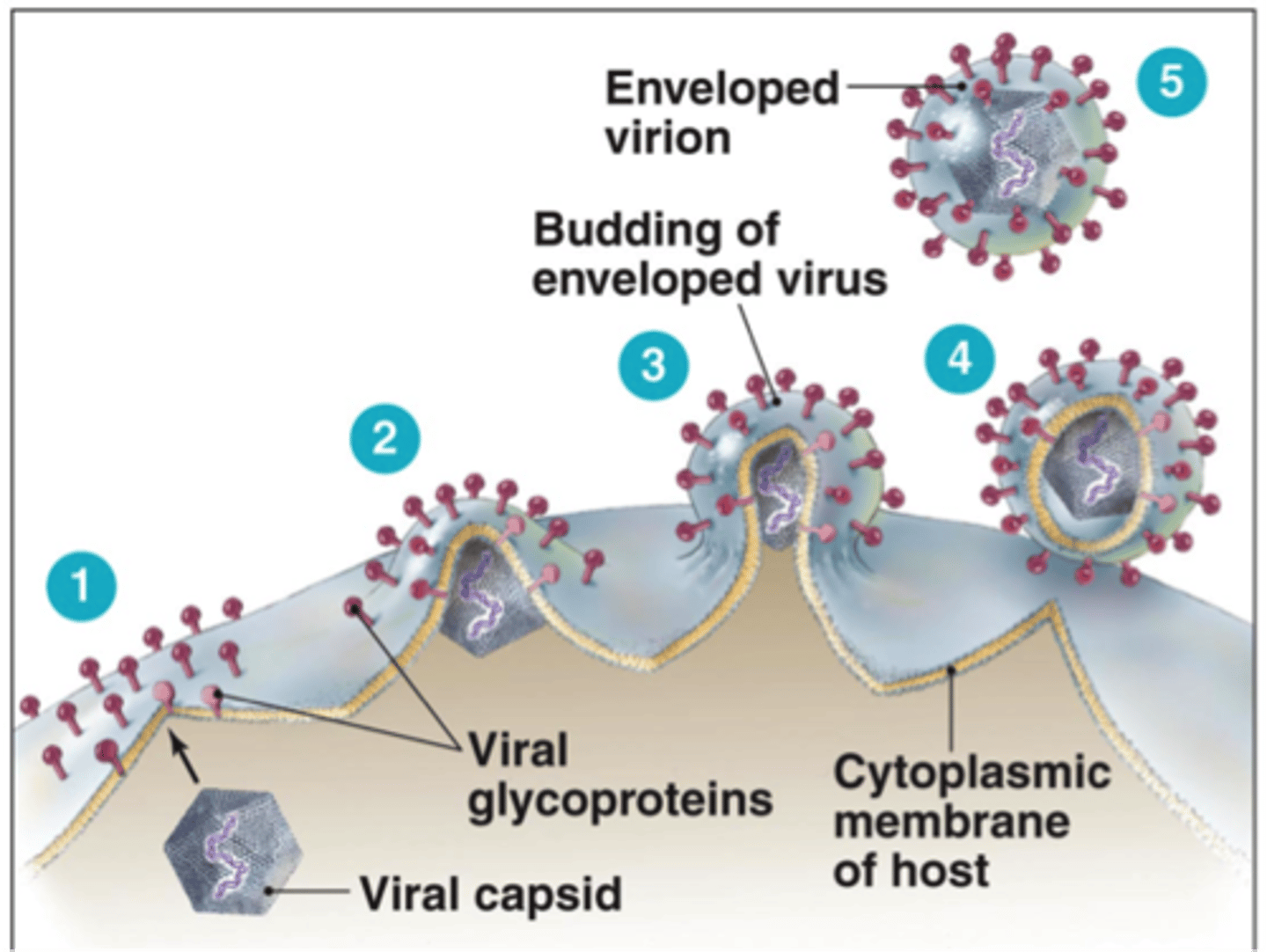 <p>Budding/blebbing: exocytosis; nucleocapsid binds to the membrane which pinches off and sheds the virus gradually;</p><p>Lysis: viruses are released when the cell dies and ruptured</p>