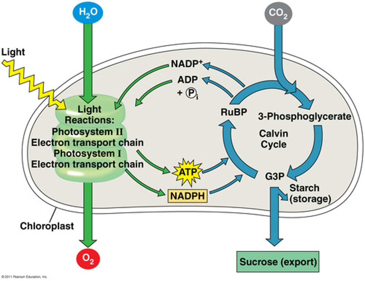 <p>A cyclic set of reactions occurring in the stroma of chloroplasts that fixes the carbon of CO2 into carbohydrate molecules and recycles coenzymes. Light independent reaction.</p>