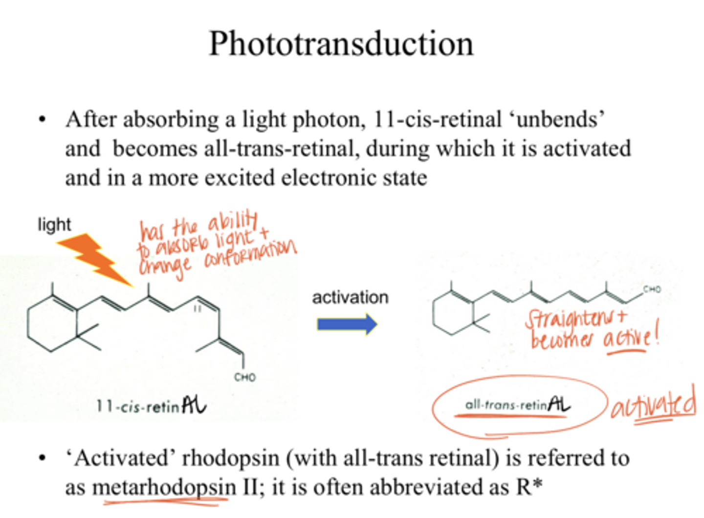 <p>After absorbing a light photon, 11-cis-retinAL does what?</p>