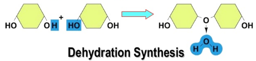 <p>condensation or dehydration synthesis</p><ul><li><p>removing water from two monomers</p></li><li><p>each monomer joins at hydroxyl</p></li><li><p>h from one monomer attaches to oh from second creating water and a greater string of monomers</p></li></ul>