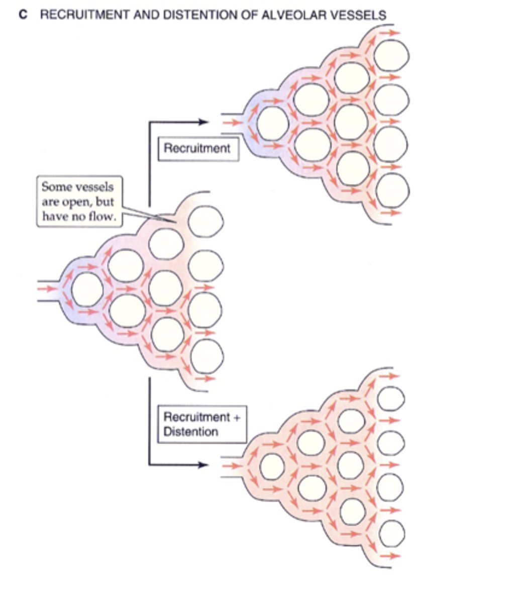 <p>-recruitment --&gt; previously collapsed pulmonary vessels open up</p><p>-distension --&gt; individual capillary segments increase their radii</p>
