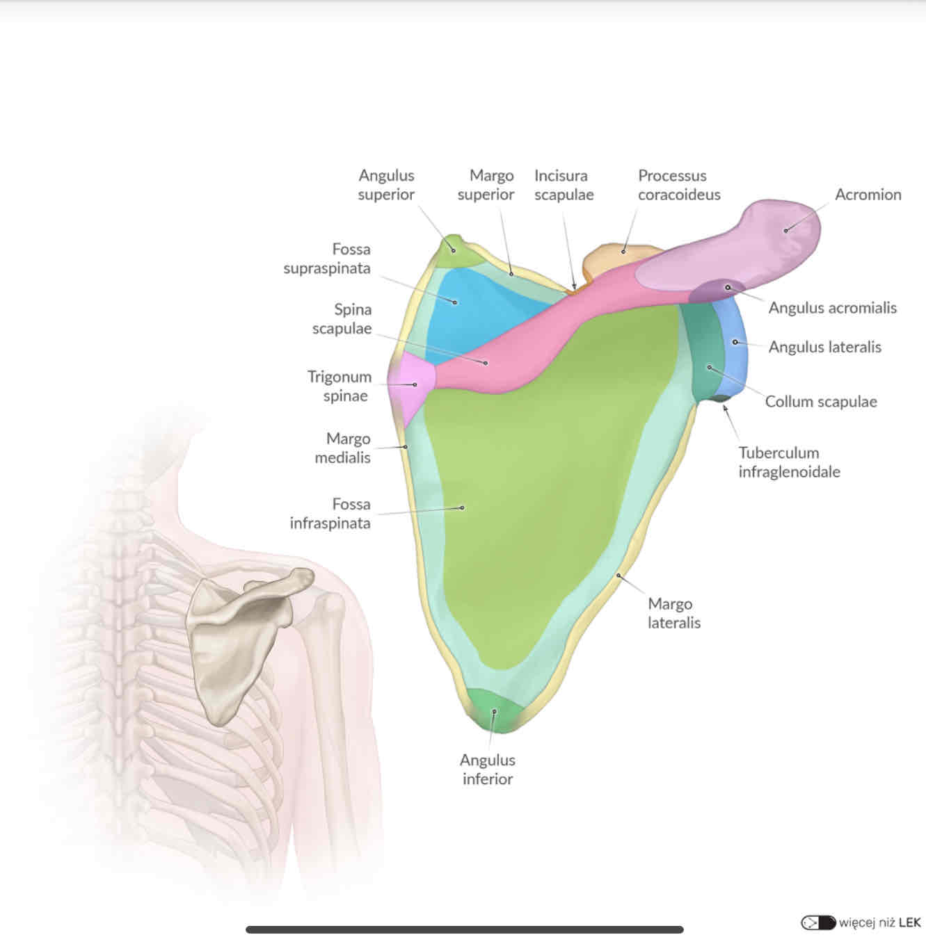<p>spina scapulae</p>