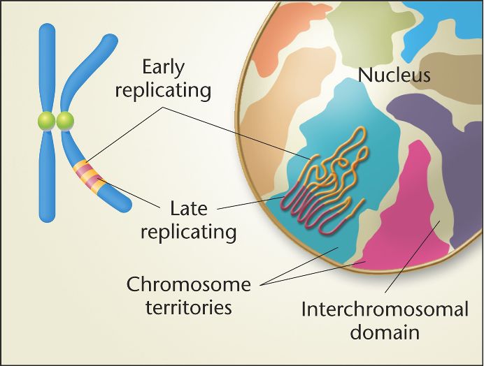 <p>Early replicating parts found near center, later ones found near peripheral </p>