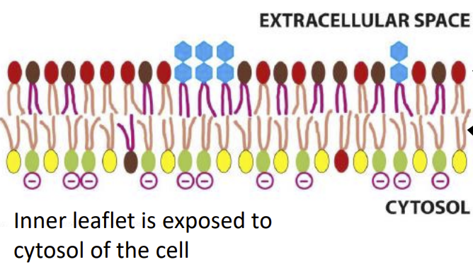 <p>This is the lipid bilayer, what is its use?</p>