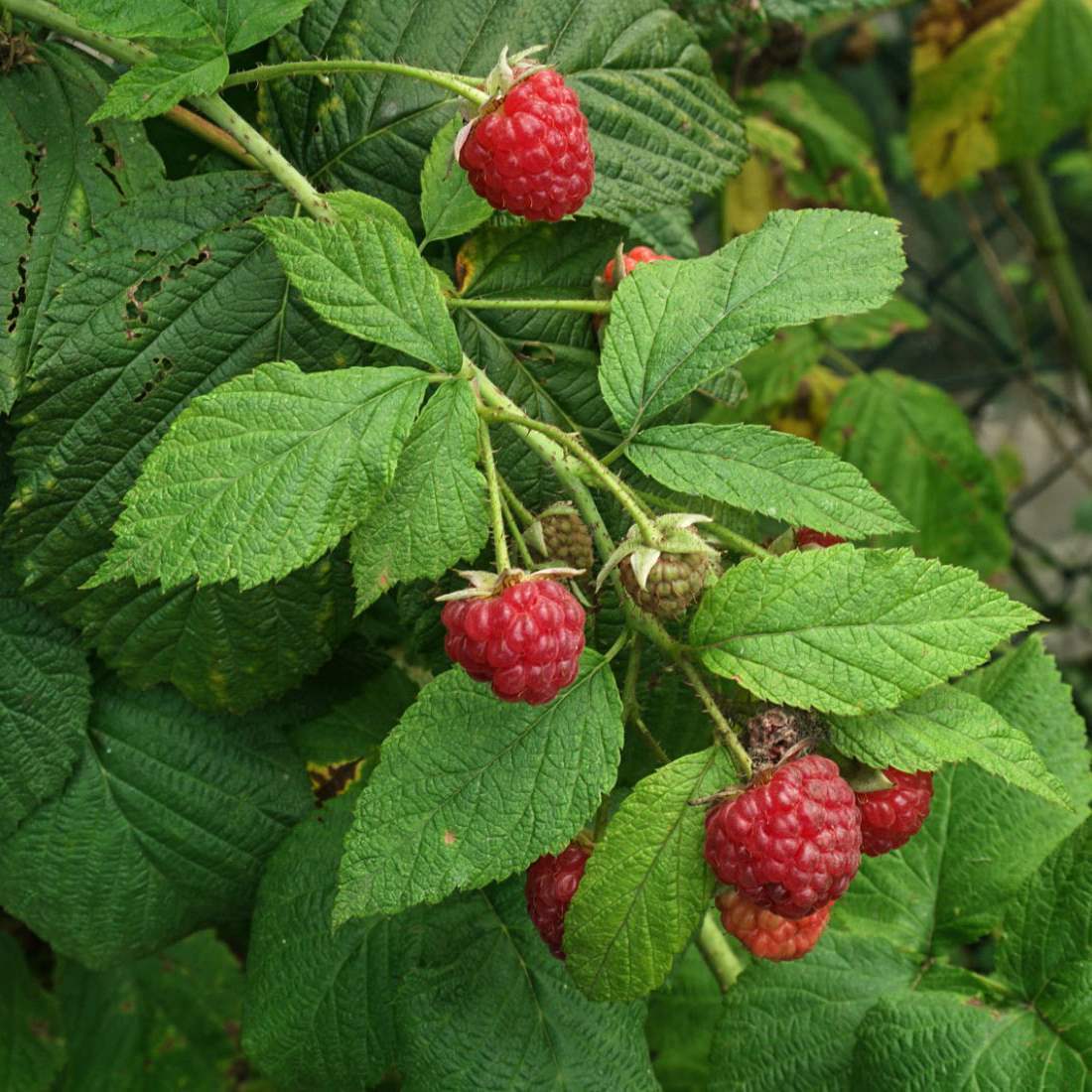 <p>thorny shrub, palmately compound leaves, berry fruit</p>
