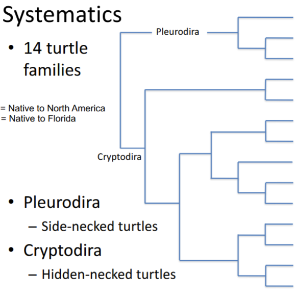 <p>label the given phylogeny with the turtle families, placing an asterisk next to families found in north america and a carat next to families found in florida.</p>