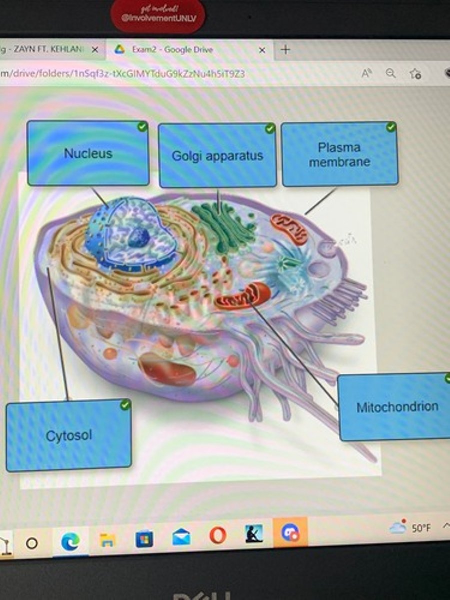 <p>prototypical human cell</p>
