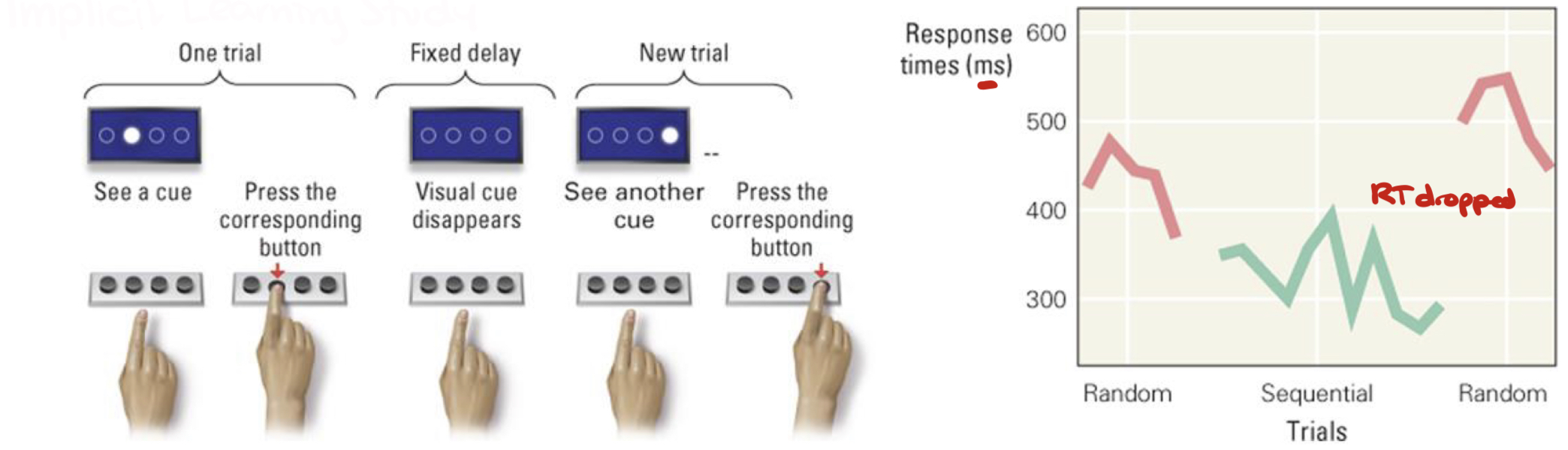 <ul><li><p>Participants were given a cue then pressed an associated button as fast as possible</p><ul><li><p>Cues were usually in random order, but a 10-item sequence sometimes occurred</p><ul><li><p>Participants became very fast at the 10-item sequence → could anticipate each subsequent key</p></li></ul></li><li><p>Participants weren’t aware that they were learning the pattern →<strong> implicit learning</strong></p></li></ul></li></ul><p></p>