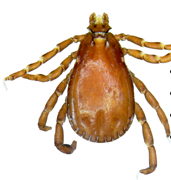 Intermediate Host of