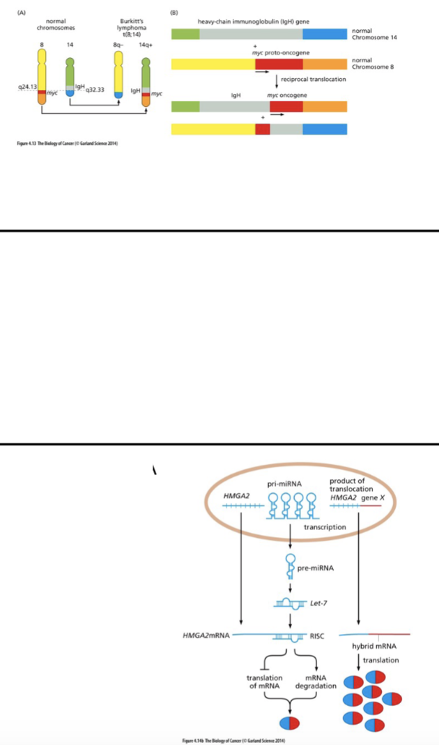 <ol><li><p>viral integration (random)</p></li><li><p>promoter fustion</p></li><li><p>loss of miRNA binding sire from a transcript - loss of reg of that transcript</p></li></ol><p>miRNA - genome encoded</p><p>ds miRNA processed → ss miRNA → binds mRNA → degradation, chromatin changes</p>