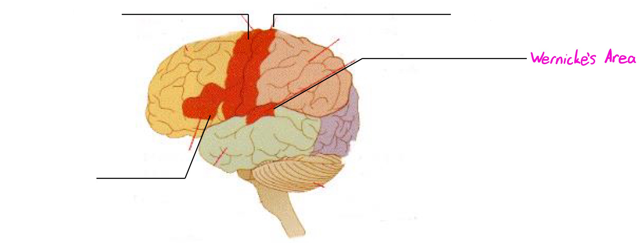 <p>Deals in understanding speech (interpreting auditory code)</p>