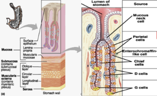 <p>surface one secrete think, protective, alkaline-rich mucus creating a barrier, they are stimulated by mechanical and chemical irritation and parasympathetic inputs, barrier can be damaged by bacterial or viral infection and certain drugs (NSAIDs)</p>