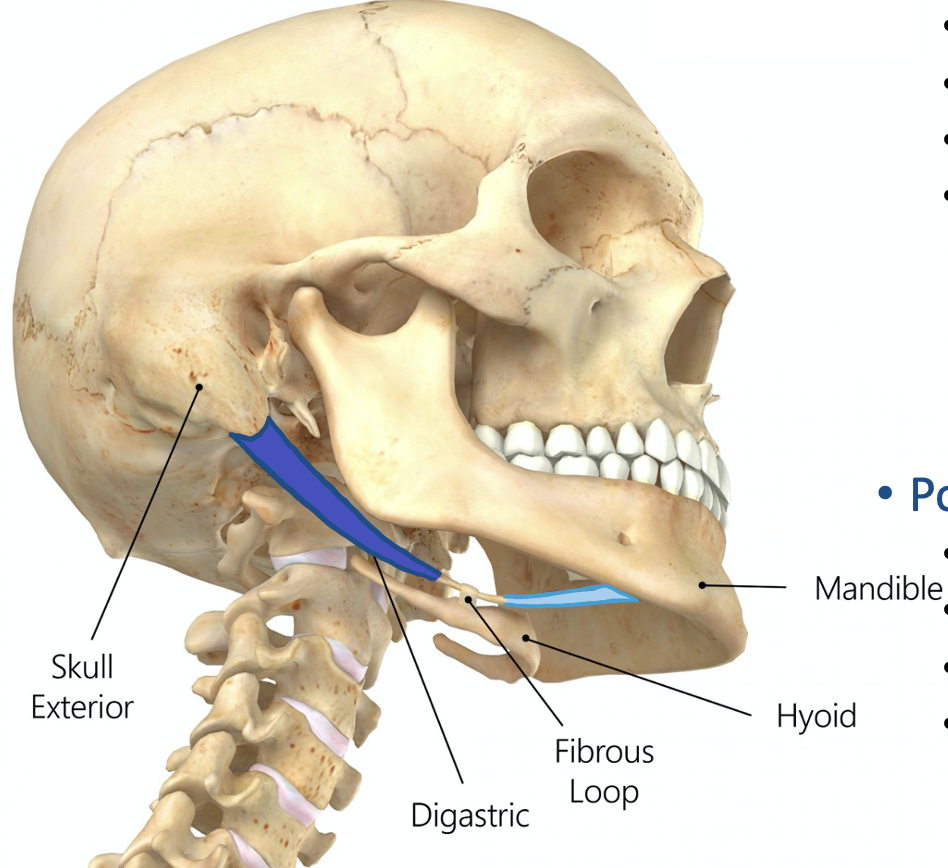 <p>Action and innervation of Anterior Belly of Digastric Muscle</p>