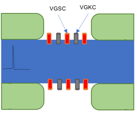 <p>Myelin sheath insulates axon from external -ve charge</p><ul><li><p>higher resistance across membrane</p></li><li><p>Lower ability to store charge</p></li></ul><p>Still has some capacity to store charge→ signal degrades</p><ul><li><p>Nodes of Ranvier = gaps that act as signal boosters</p></li><li><p>Lots of Na and K channels in nodes</p></li><li><p>When AP reaches node, a new one is initiated</p></li></ul><p></p>