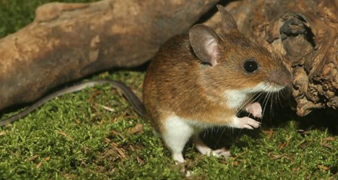 <p>zařaď živočicha do systému</p><p>Třída - řád - čeleď - druh čeština (latina)</p>