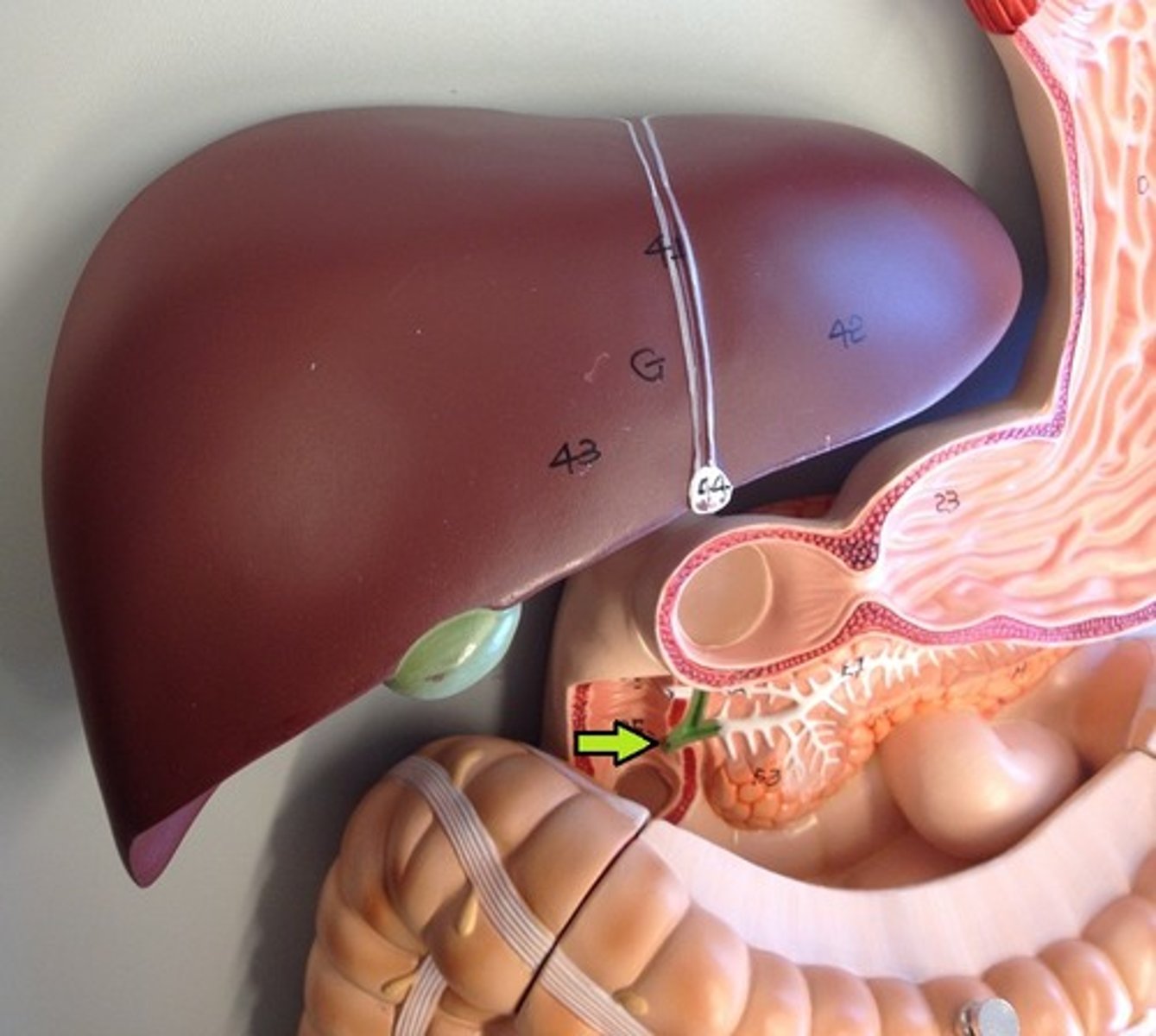 <p>The opening in the duodenum where bile and pancreatic juices enter.</p>
