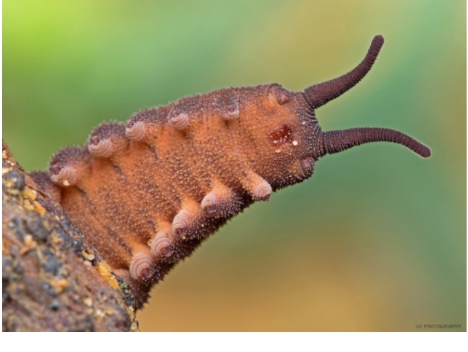 <p>Onychophorans, or velvet worms, are segmented, terrestrial ecdysozoans with both a pseudocoelom and a true coelom. They have leg-like appendages called <strong>lobopods</strong> and use <strong>mandibles</strong> as mouthparts. Velvet worms are known for their unique mating behaviors and have special <strong>slime glands</strong> that shoot sticky slime, like a sprinkler, to capture prey.</p>