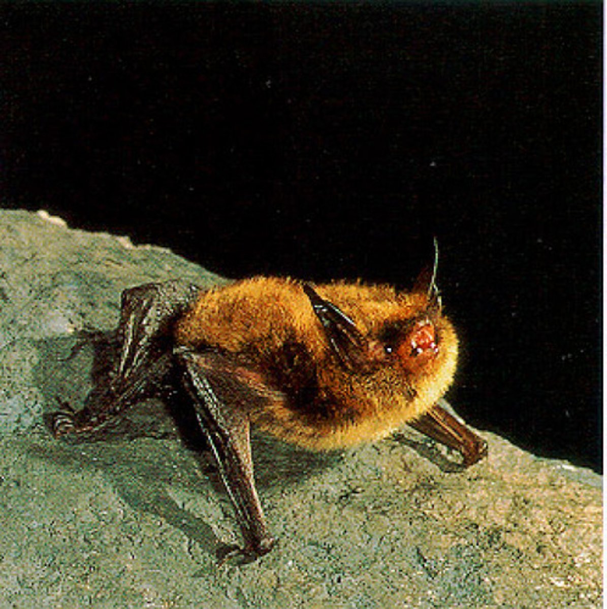 <p>Myotis septentrionalis</p>