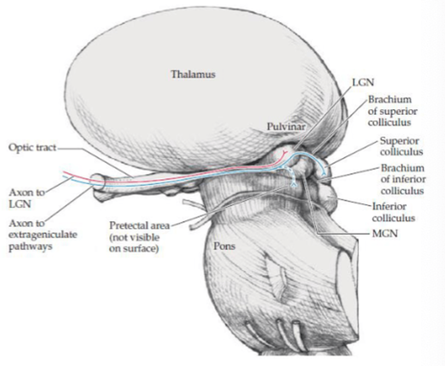 <p>- Linked with tectospinal tract (medial tract)</p><p>- Reflexive eye movements to visual stimuli</p><p>- Directs visual attention and eye movements to visual stimuli</p>