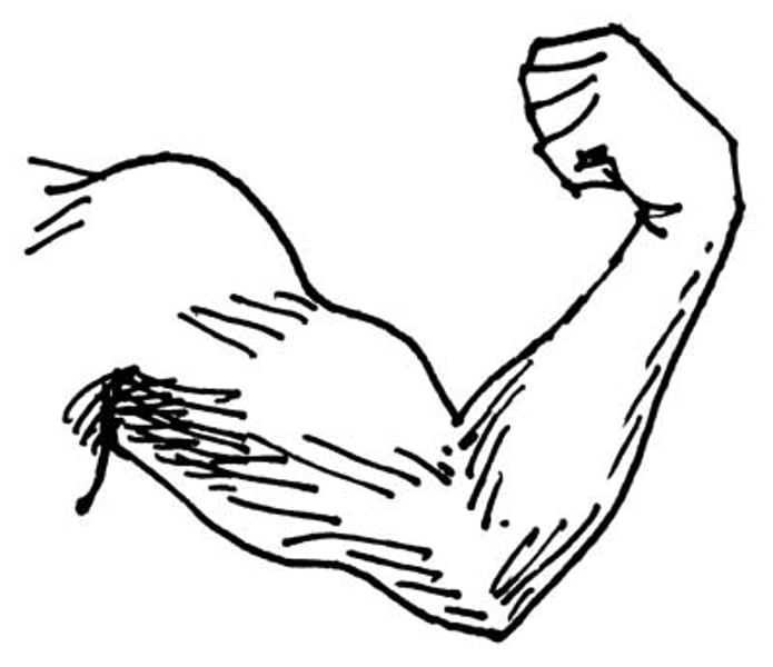 <p>muscle</p>