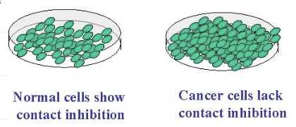 <p>when cells stop dividing when they come into contact with neighboring cells </p><p>(cancer cells do not respond do this external regulator and this leads to uncontrolled cell growth)</p>