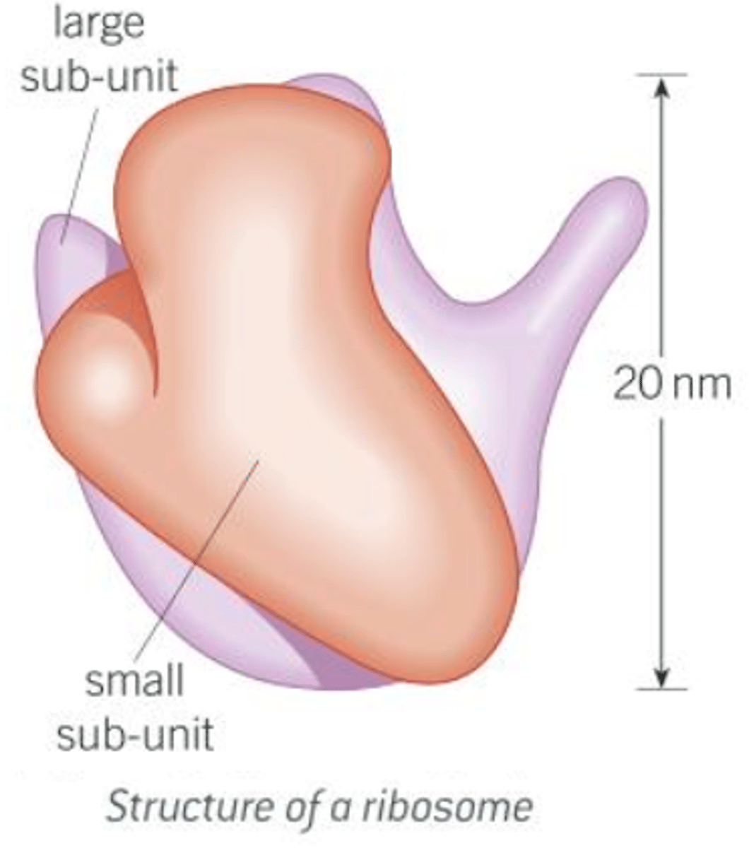 <p><strong><span style="text-decoration:underline">Description:</span></strong></p><p>Small cytoplasmic granules found in all cells; they have two subunits - one large and one small, each of which contains ribosomal RNA and protein; may occur in cytoplasm or be associated with the RER; despite small size, they occur in vast numbers and can account for up to 25% of the dry mass of a cell; there are two types, depending on the cells in which they are found:</p><p>1) <span style="text-decoration:underline">80S Ribosomes:</span></p><p>- Found in eukaryotic cells.</p><p>- Around 25 nm in diameter.</p><p>2) <span style="text-decoration:underline">70S Ribosomes:</span></p><p>- Found in prokaryotic cells, mitochondria and chloroplasts.</p><p>- Slightly smalled than 80S ribosomes.</p><p><strong><span style="text-decoration:underline">Function:</span></strong></p><p>- Site of protein synthesis.</p>