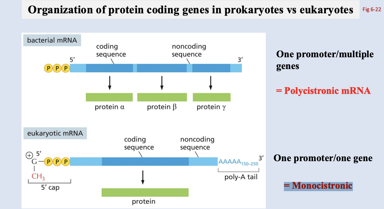 <p>bacterial mRNA: One promoter/multiple genes = Polycistronic mRNA</p><p>Transcription and translation coupled</p><p></p><p>eukaryotic mRNA: One promoter/one gene = Monocistronic</p><p>Transcription and translation uncoupled</p>