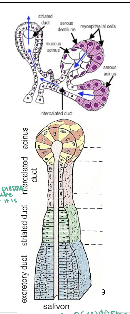 knowt flashcard image