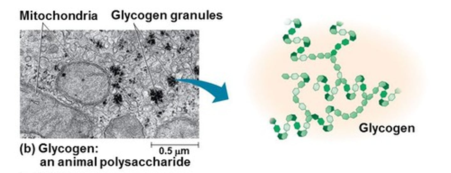 <p>branches</p><p>energy storage (animals - liver and skeletal muscle)</p>