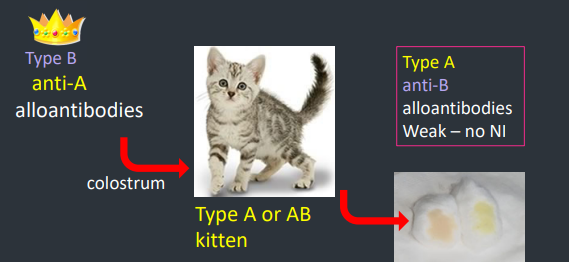 <p>Queen (type B) bred with Tom (type A) - kitten at risk if gets type A group<br>In colostrum type B blood with anti-A alloantibodies → kitten (type A or AB) ingests colostrum</p><p>Kitten has weak or no anti-B alloantibodies so can’t protect itself</p>