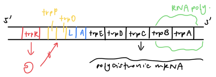 <ol><li><p>tryptophan does not bind to repressor, preventing repressor from binding to trpO</p></li><li><p>trp operon not repressed, RNA polymerase is free to transcribe operon</p></li></ol><p></p>