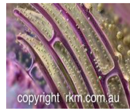 <ul><li><p>membrane bound channels of tubes and pockets that extend from cytoplasm to nuclear membrane to cell membrane</p></li><li><p>transports materials, like proteins, through cells</p></li><li><p>assists with production and release of hormones in brain</p></li><li><p>involved with muscle contraction in muscles</p></li><li><p>composed of rough ER and smooth ER</p></li></ul><p></p>
