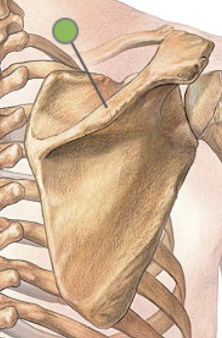 <p>Which bone landmark of the scapula is a long thin ridge on the posterior side?</p>