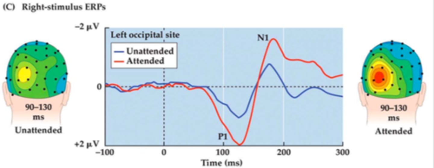 <p>there are larger peaks for the attended location compared to the unattended location.</p>