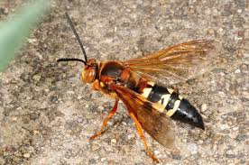 <p>Size: 30–40 mm. Large wasp; digs holes but turf-safe.</p>